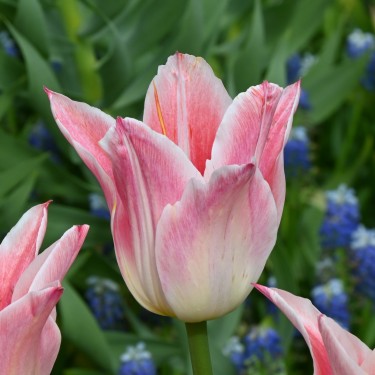 Tulipa 'Ballade Lady' Tulipa 'Ballade Lady'