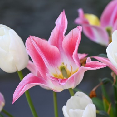 Tulipa 'Ballade Lady' Tulipa 'Ballade Lady'
