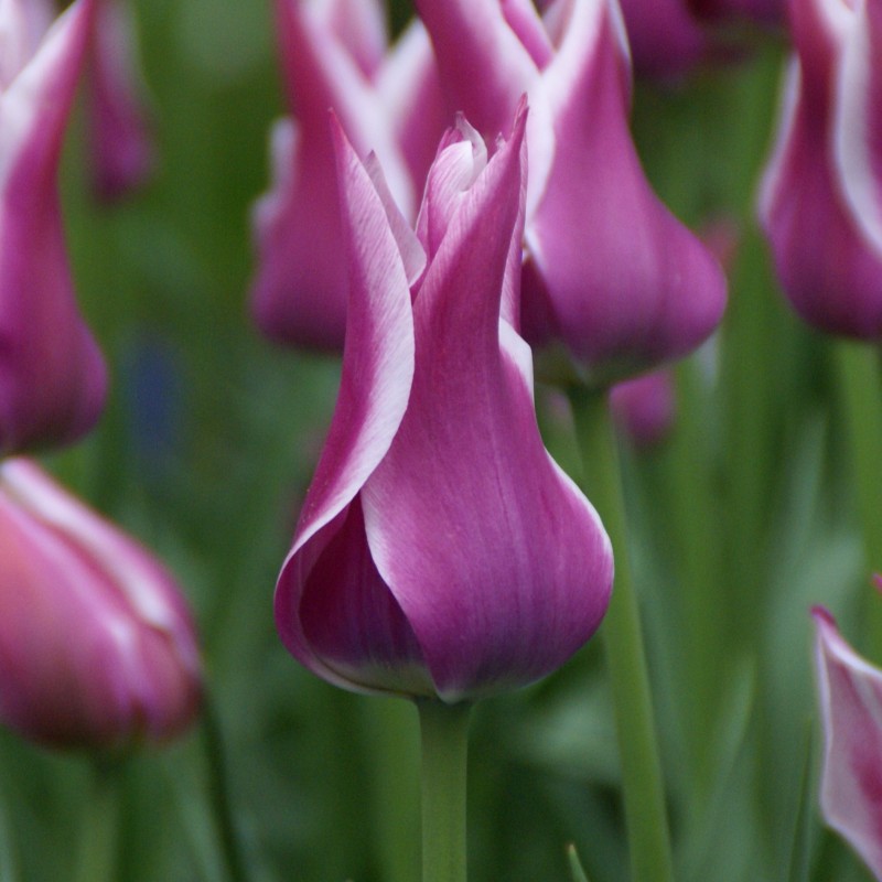 Tulipa 'Ballade' Tulipa 'Ballade'