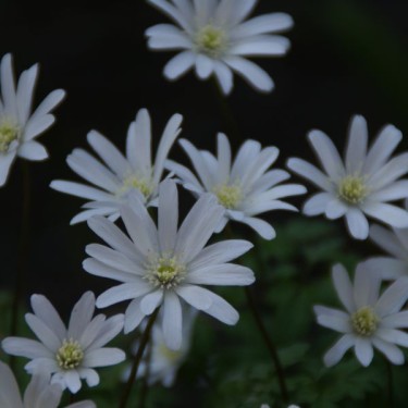 Anemone apennina var. alba Anemone apennina var. alba