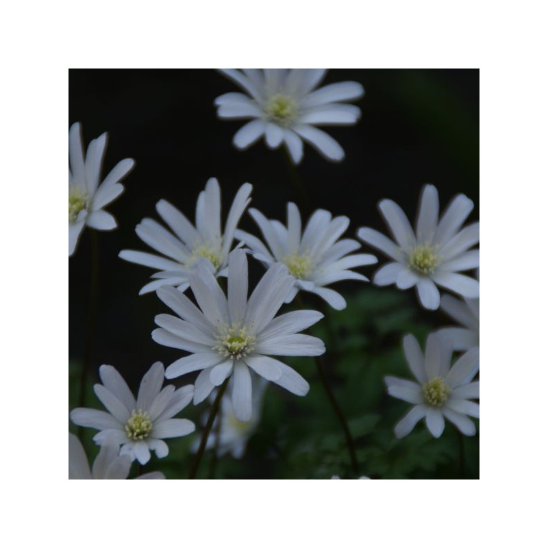Anemone apennina var. alba Anemone apennina var. alba