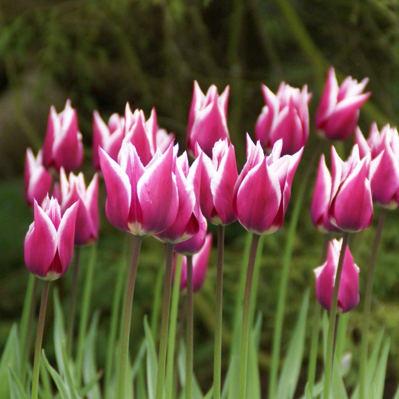 Tulipa 'Ballade' Tulipa 'Ballade'