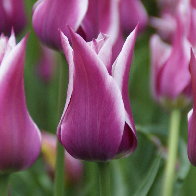 Tulipa 'Ballade' Tulipa 'Ballade'