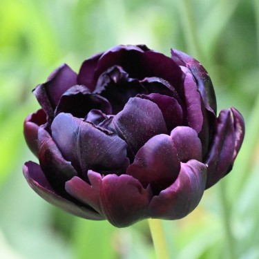 Tulipa 'Black Hero'