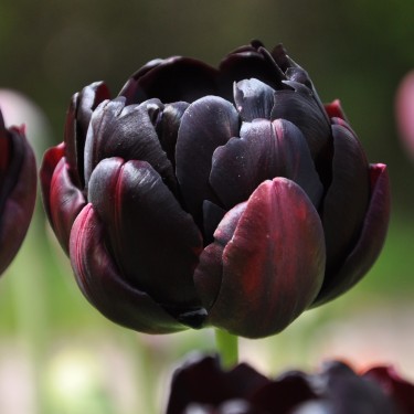 Tulipa 'Black Hero' Tulipa 'Black Hero'