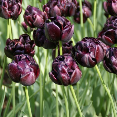 Tulipa 'Black Hero' Tulipa 'Black Hero'