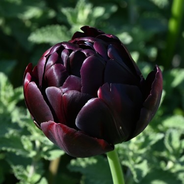 Tulipa 'Black Hero' Tulipa 'Black Hero'