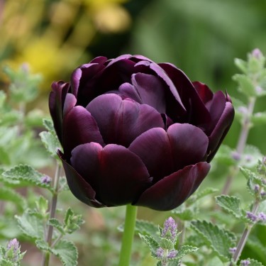 Tulipa 'Black Hero' Tulipa 'Black Hero'