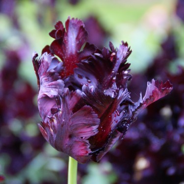 Tulipa 'Black Parrot' Tulipa 'Black Parrot'