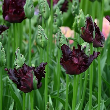 Tulipa 'Black Parrot' Tulipa 'Black Parrot'
