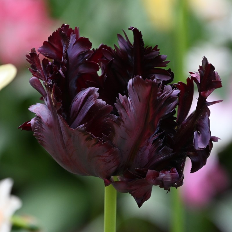 Tulipa 'Black Parrot' Tulipa 'Black Parrot'