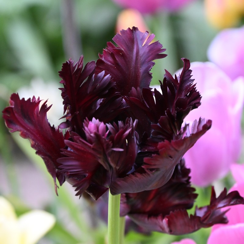 Tulipa 'Black Parrot' Tulipa 'Black Parrot'