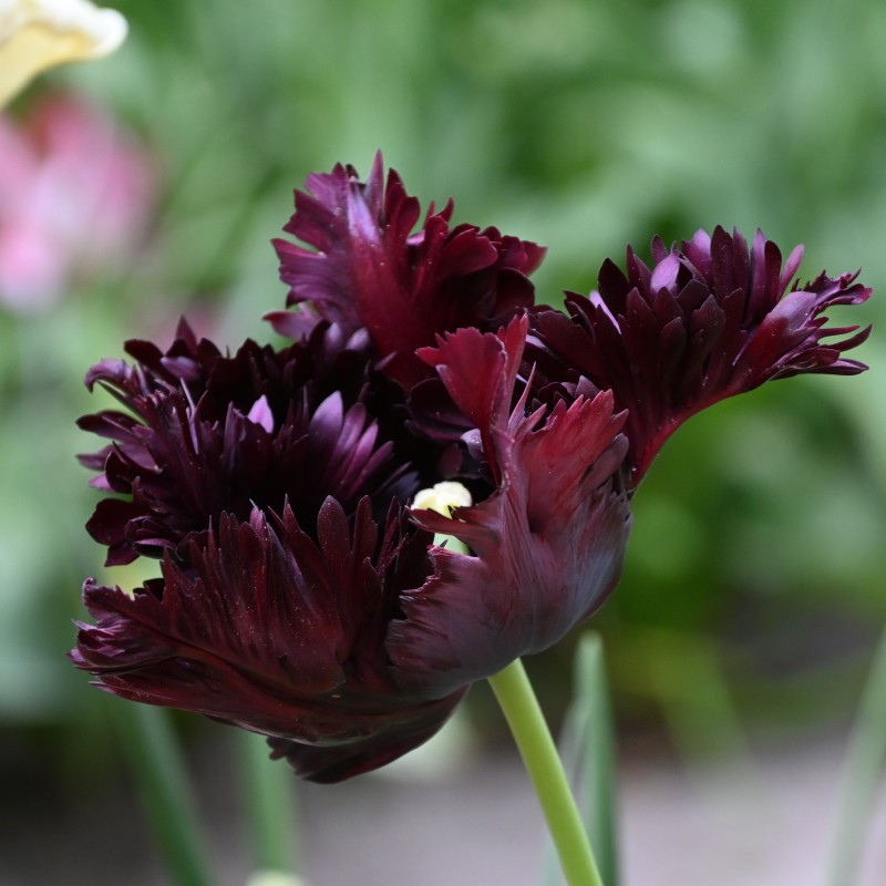 Tulipa 'Black Parrot' Tulipa 'Black Parrot'