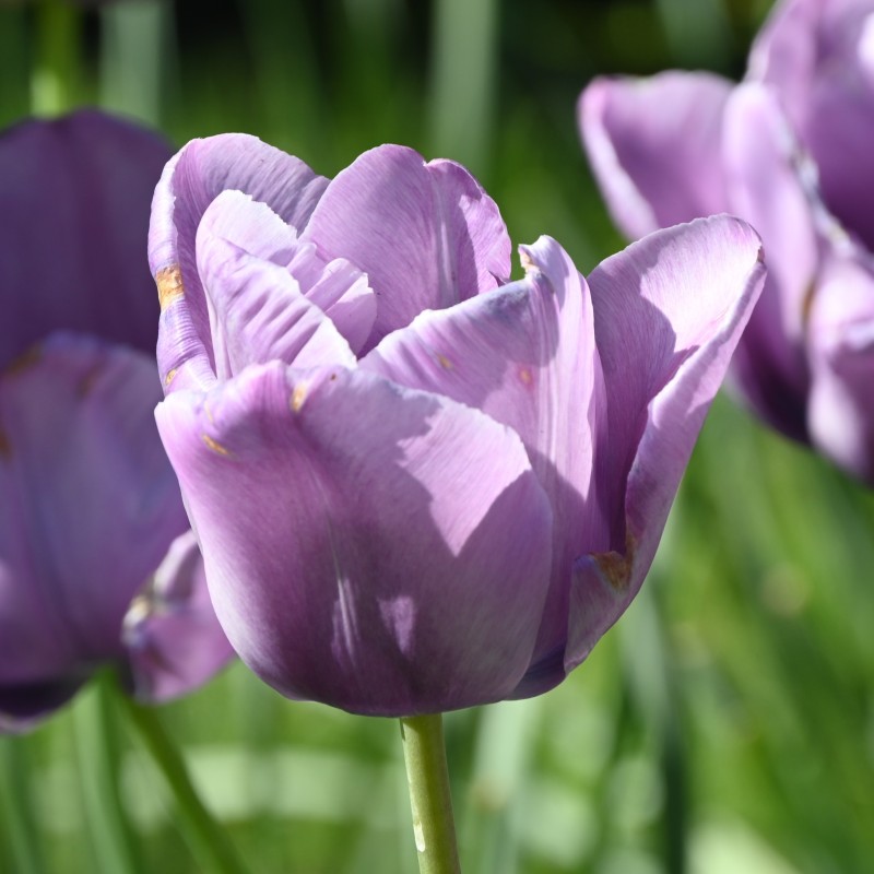 Tulipa 'Bleu Aimable' Tulipa 'Bleu Aimable'