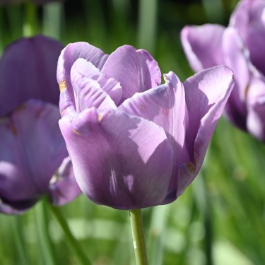 Tulipa 'Bleu Aimable' Tulipa 'Bleu Aimable'