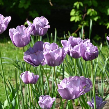 Tulipa 'Bleu Aimable' Tulipa 'Bleu Aimable'