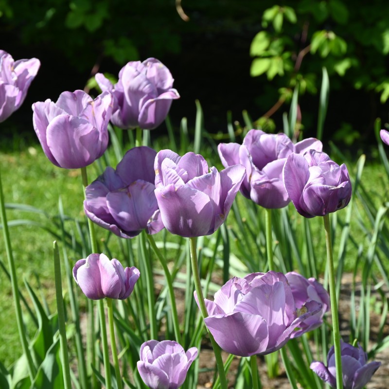 Tulipa 'Bleu Aimable' Tulipa 'Bleu Aimable'