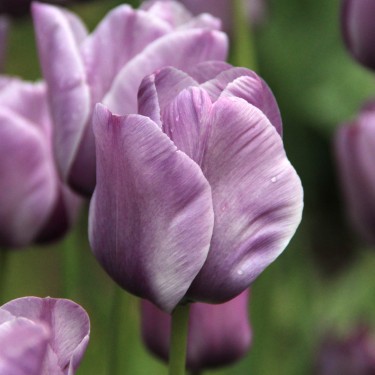 Tulipa 'Bleu Aimable' Tulipa 'Bleu Aimable'