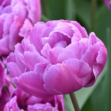 Tulipa 'Blue Diamond'