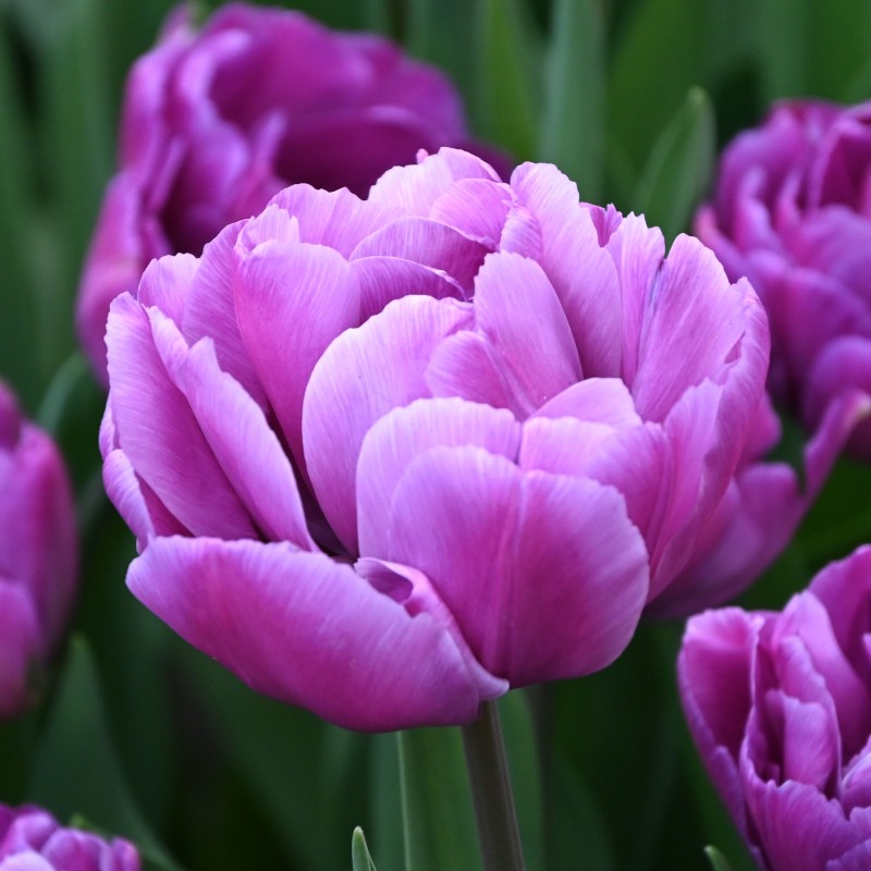 Tulipa 'Blue Diamond' Tulipa 'Blue Diamond'