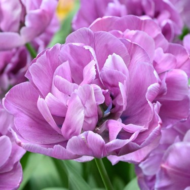 Tulipa 'Blue Diamond' Tulipa 'Blue Diamond'