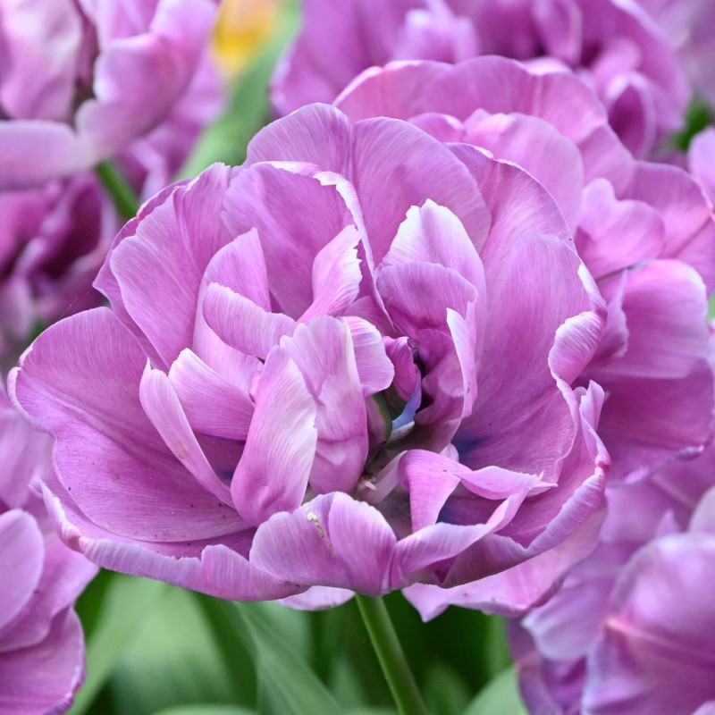 Tulipa 'Blue Diamond' Tulipa 'Blue Diamond'