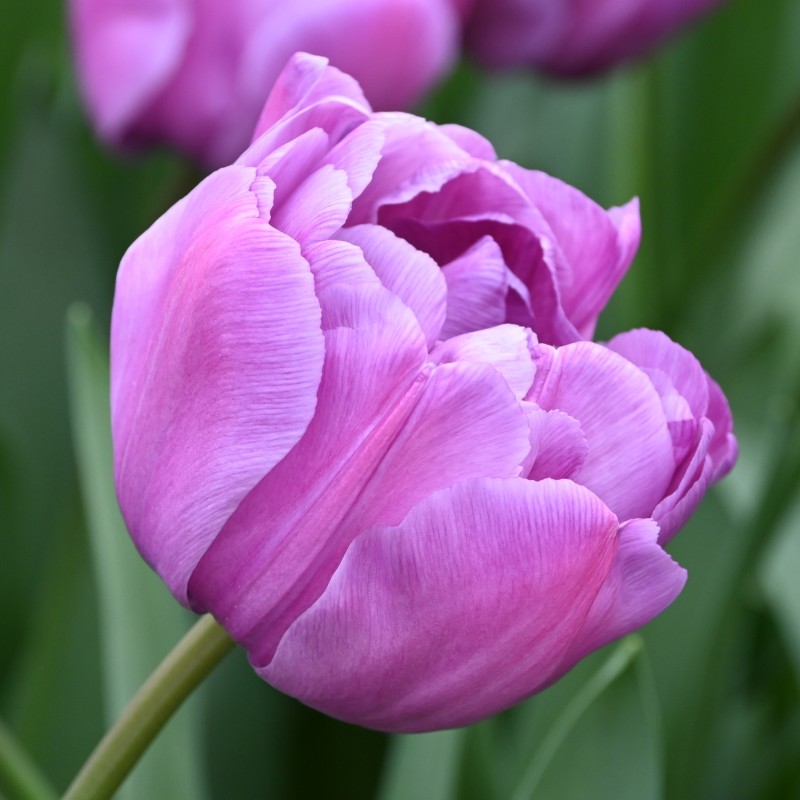 Tulipa 'Blue Diamond' Tulipa 'Blue Diamond'