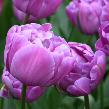 Tulipa 'Blue Diamond' Tulipa 'Blue Diamond'