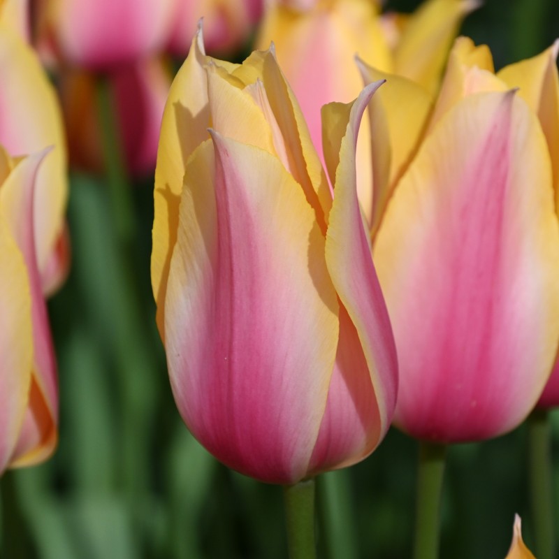 Tulipa 'Blushing Lady' Tulipa 'Blushing Lady'