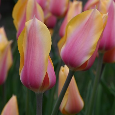 Tulipa 'Blushing Lady' Tulipa 'Blushing Lady'
