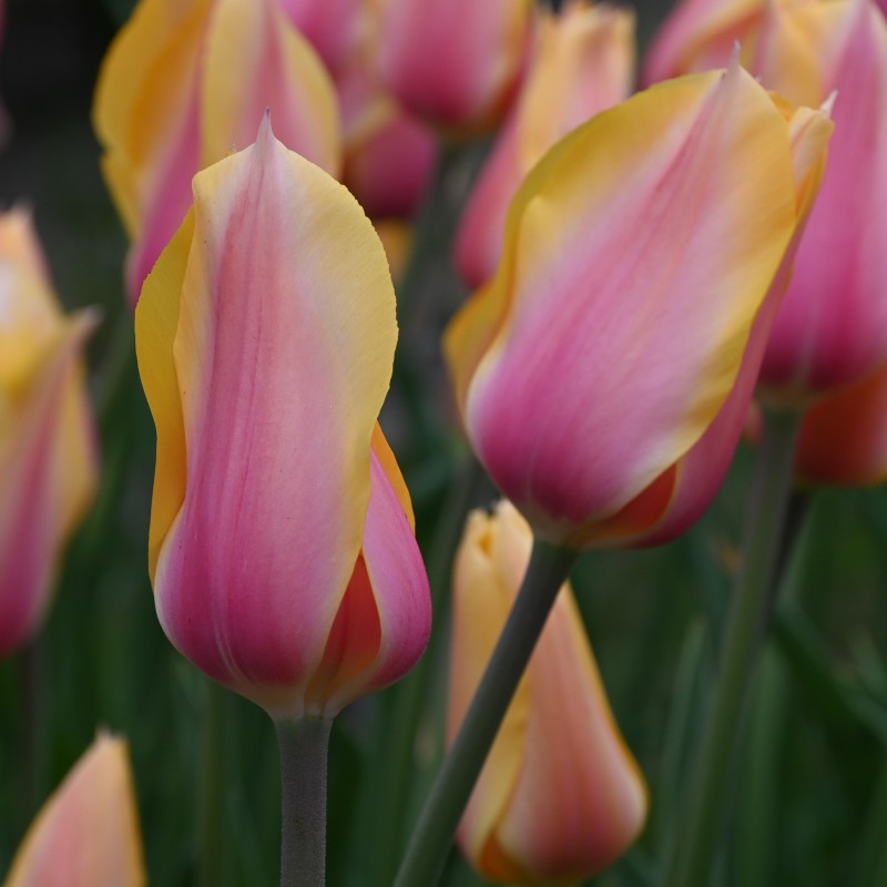 Tulipa 'Blushing Lady' Tulipa 'Blushing Lady'