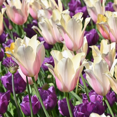 Tulipa 'Blushing Lady' Tulipa 'Blushing Lady'
