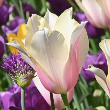 Tulipa 'Blushing Lady' Tulipa 'Blushing Lady'