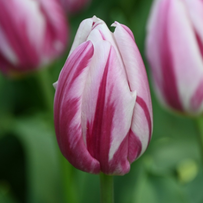 Tulipa 'Bojangles' Tulipa 'Bojangles'