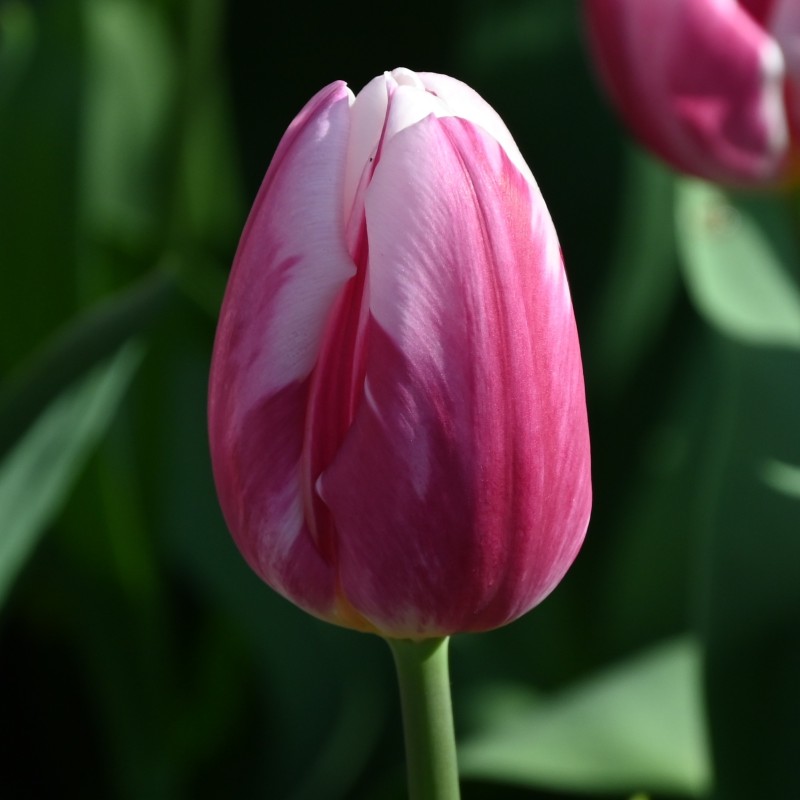 Tulipa 'Bojangles' Tulipa 'Bojangles'
