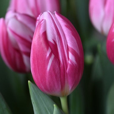 Tulipa 'Bojangles' Tulipa 'Bojangles'