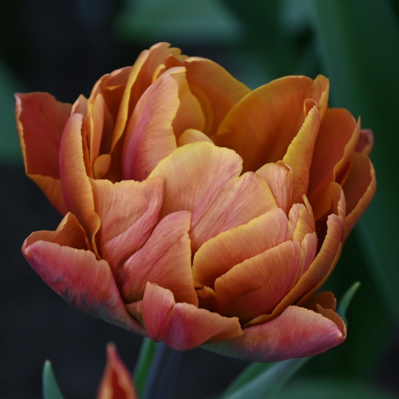 Tulipa 'Brasil' Tulipa 'Brasil'