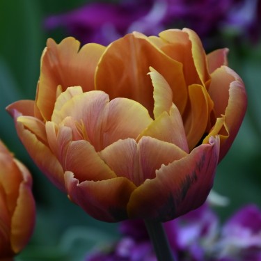 Tulipa 'Brasil' Tulipa 'Brasil'