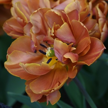 Tulipa 'Brasil' Tulipa 'Brasil'