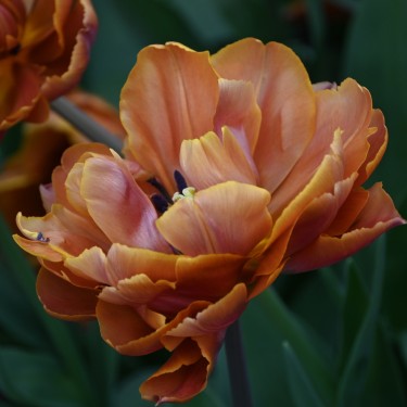Tulipa 'Brasil' Tulipa 'Brasil'
