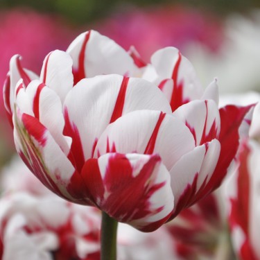 Tulipa 'Carnaval de Nice'