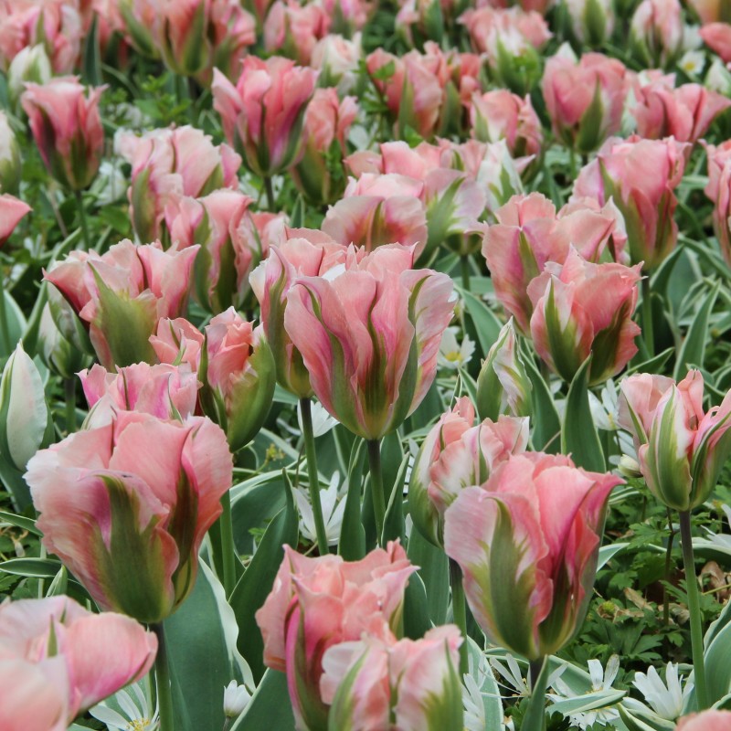Tulipa 'China Town' Tulipa 'China Town'