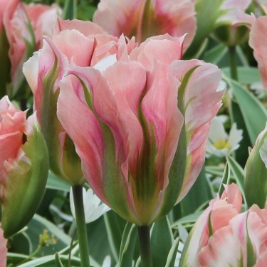 Tulipa 'China Town' Tulipa 'China Town'