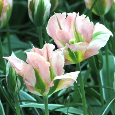 Tulipa 'China Town' Tulipa 'China Town'