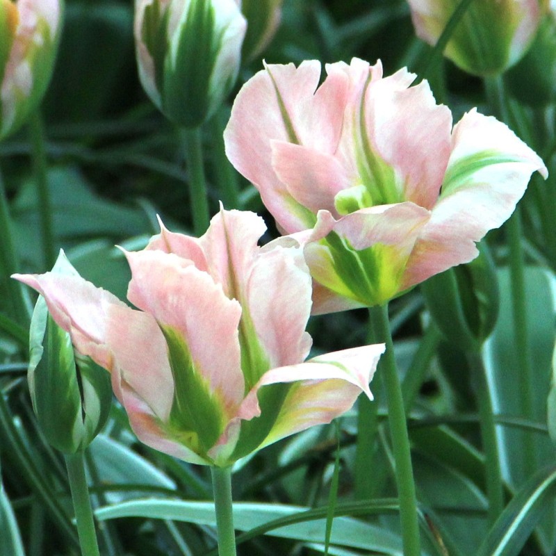 Tulipa 'China Town' Tulipa 'China Town'
