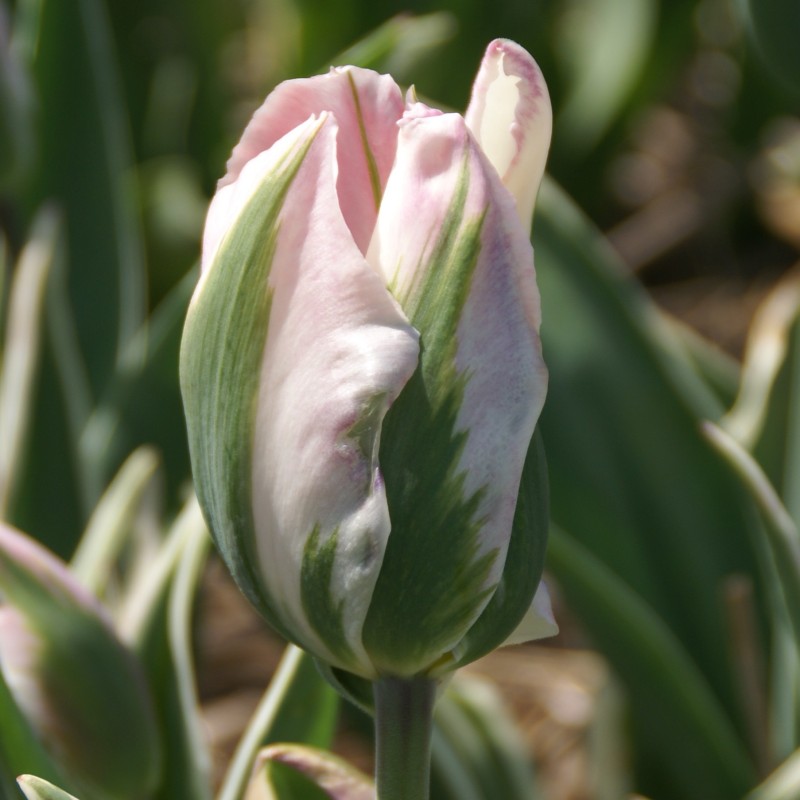 Tulipa 'China Town' Tulipa 'China Town'