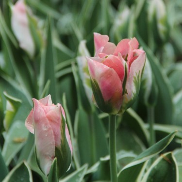 Tulipa 'China Town' Tulipa 'China Town'