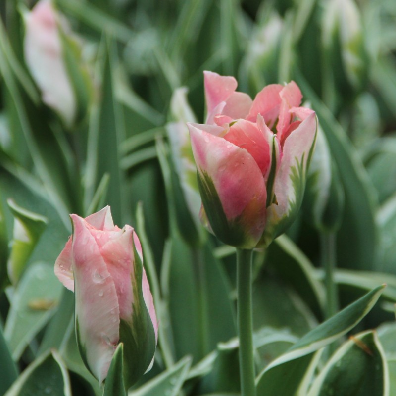 Tulipa 'China Town' Tulipa 'China Town'