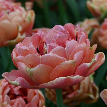 Tulipa 'Copper Image' Tulipa 'Copper Image'