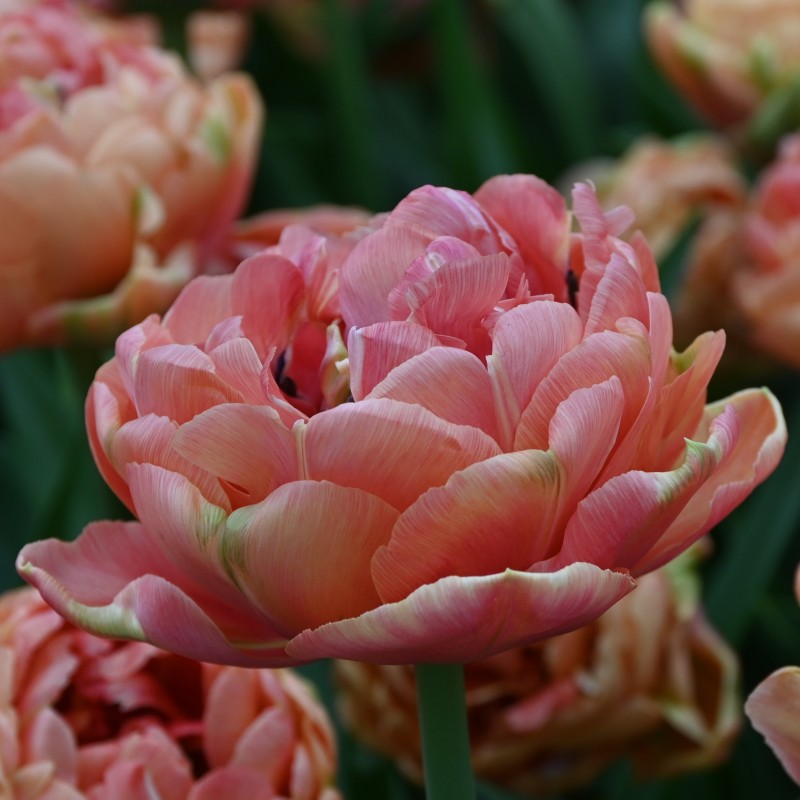 Tulipa 'Copper Image' Tulipa 'Copper Image'